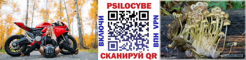 купить наркотик  Шенкурск  Псилоцибиновые грибы Cubensis 